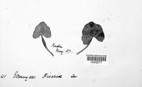 Uromyces ficariae image